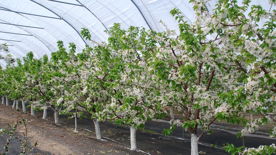NYS cherry growers could harvest sweet profits with tall greenhouses